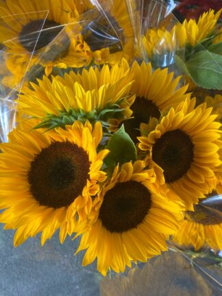 Sun Flowers